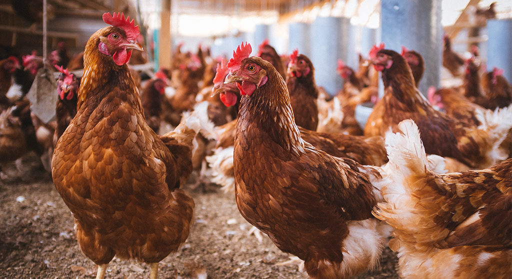 Plague News: Measles Deaths, Bird Flu Updates, COVID Still Here - 3.9.25