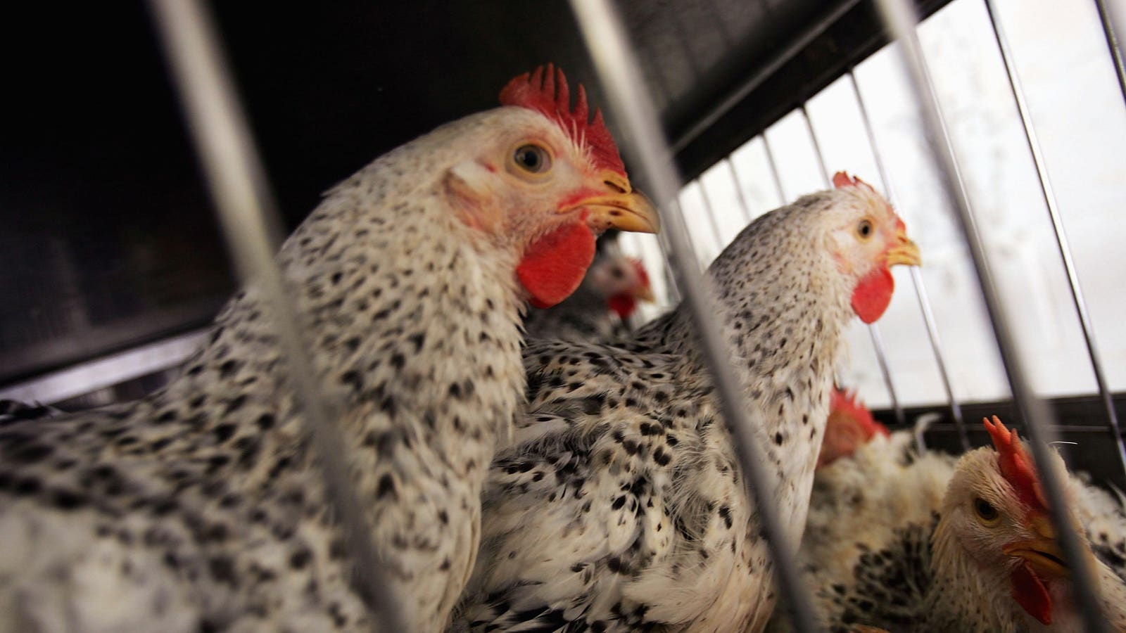 Plague News: Bird Flu and Massachusetts Right to Mask Bills - 2.23.25