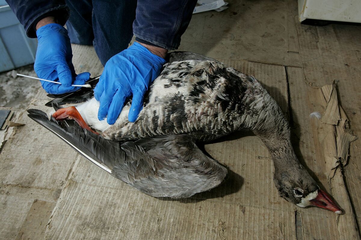 Plague News: Bird Flu Updates and Resources - 2.13.25