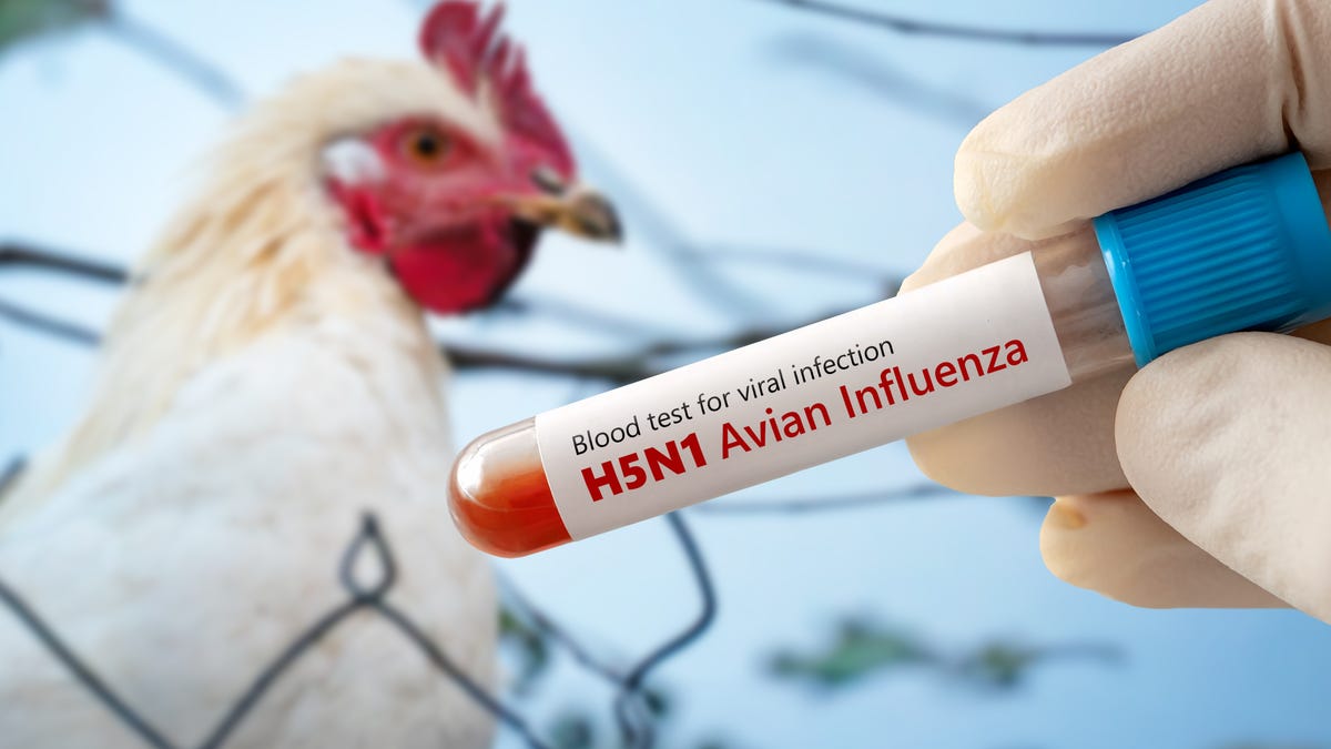 Plague News: Bird Flu Updates and Resources - 2.13.25