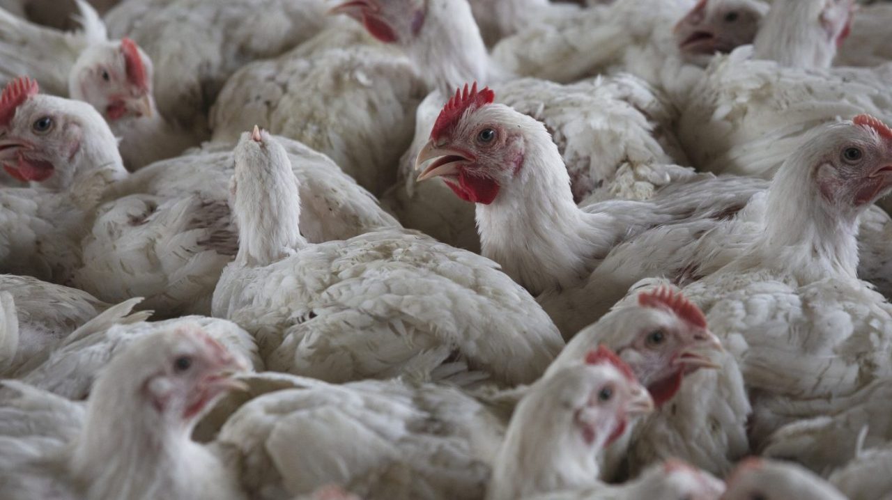 Plague News: COVID, Bird Flu, Measles, Anti-Vaxx BS -  3.26.25