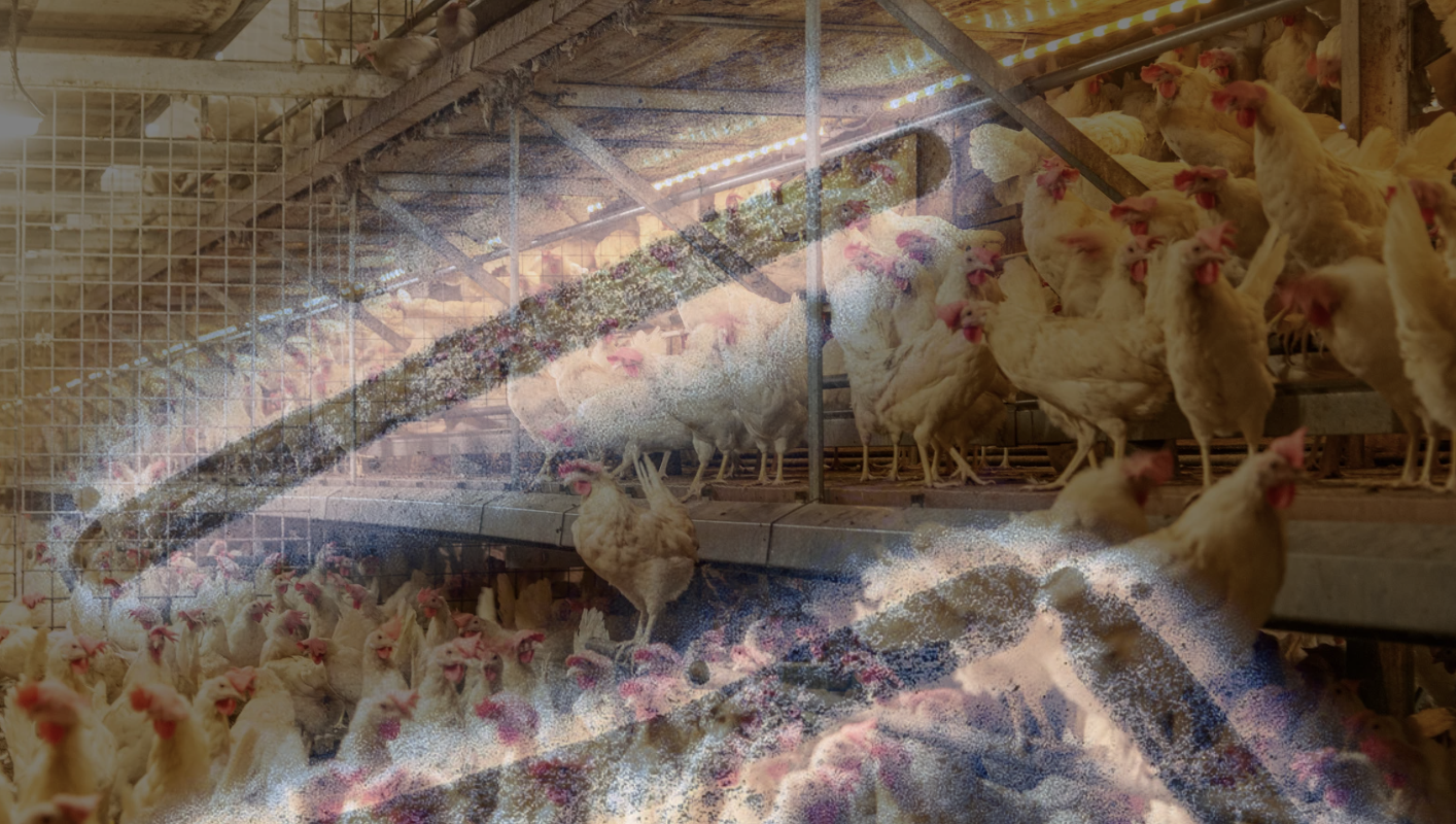 Plague News: Bird Flu Updates and Resources - 2.13.25