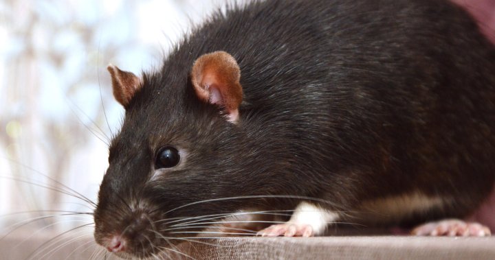 Plague News: Bird Flu and Massachusetts Right to Mask Bills - 2.23.25