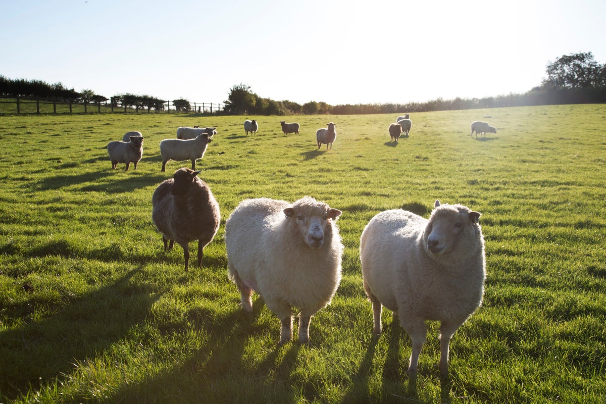 Plague News: COVID, Bird Flu, Measles, Anti-Vaxx BS -  3.26.25
